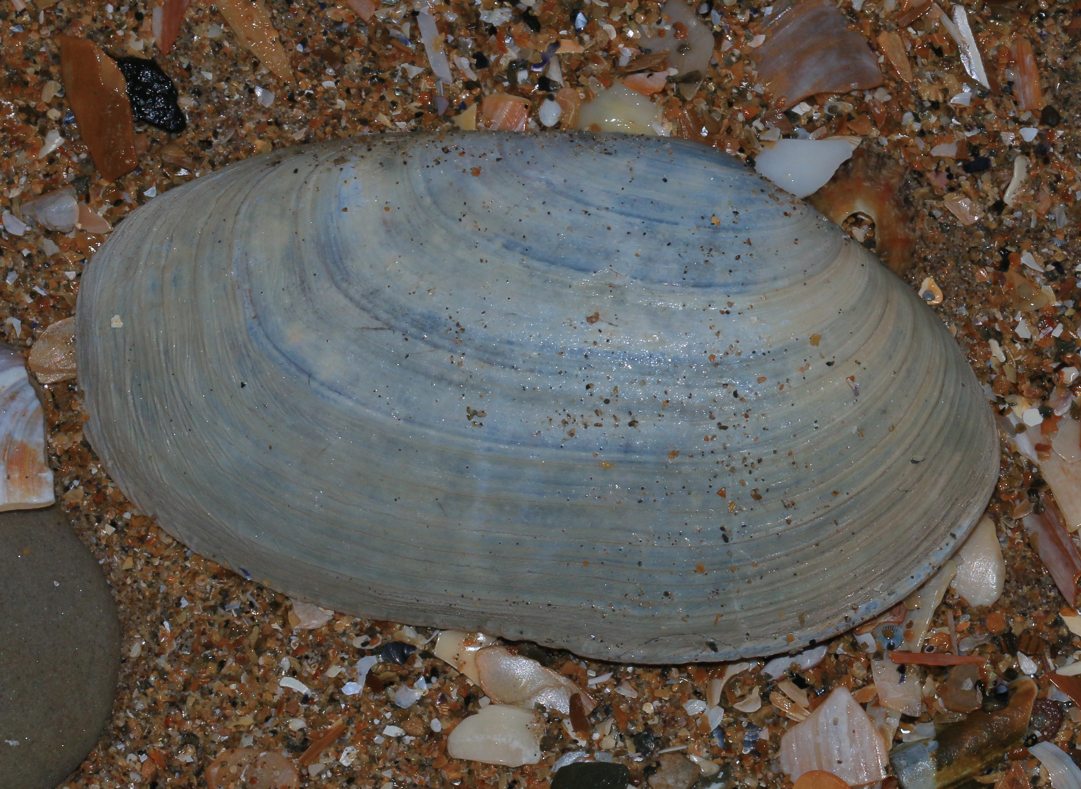 Представитель Семейства Mactridae